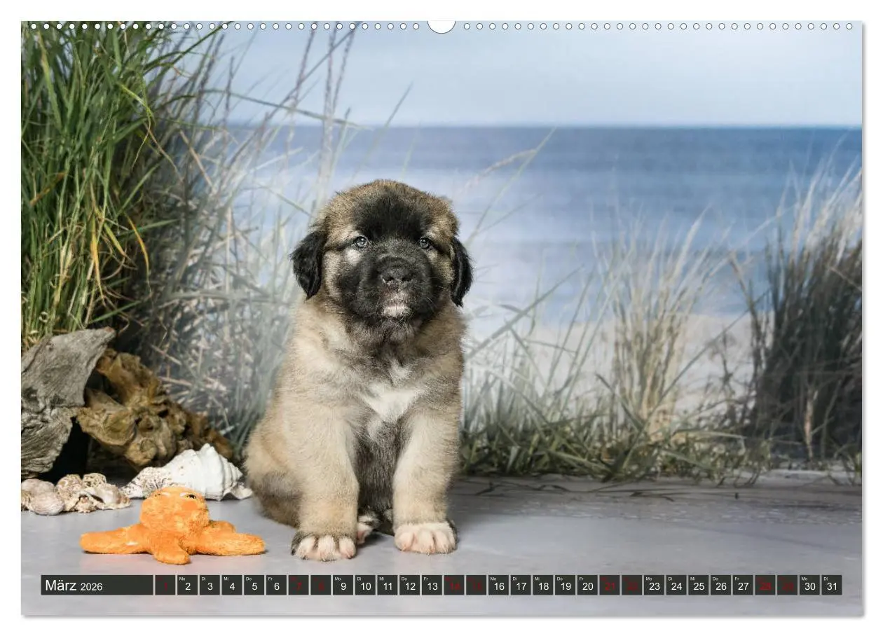 Bild: 9783457834961 | Germanische Bärenbabys (Wandkalender 2026 DIN A2 quer), CALVENDO...