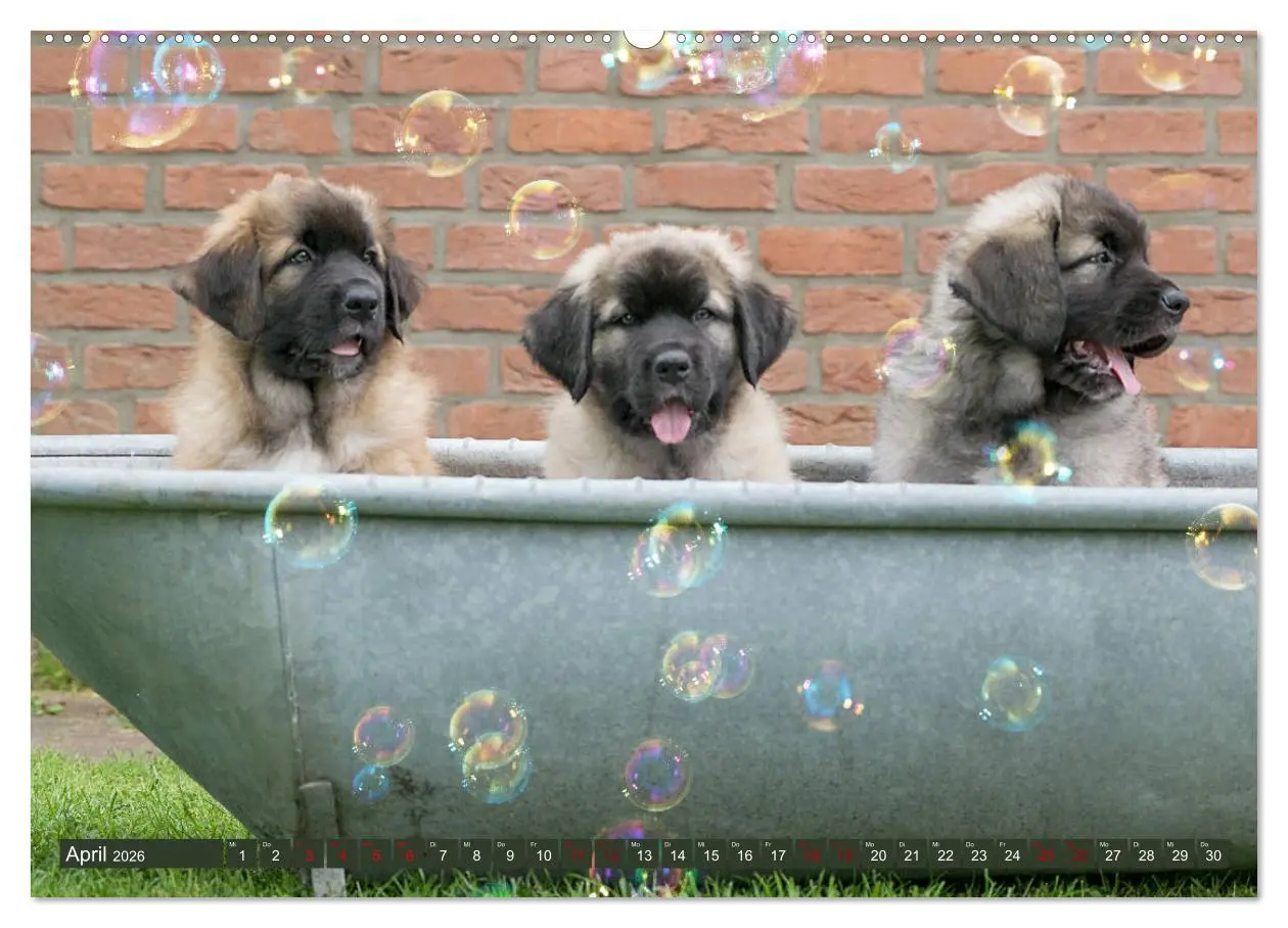 Bild: 9783457834961 | Germanische Bärenbabys (Wandkalender 2026 DIN A2 quer), CALVENDO...