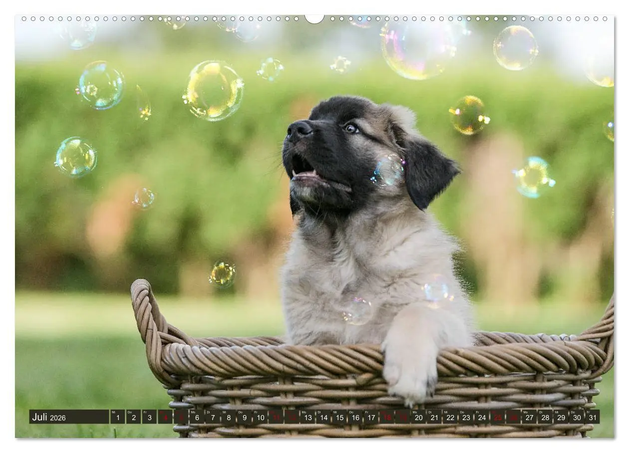 Bild: 9783457834961 | Germanische Bärenbabys (Wandkalender 2026 DIN A2 quer), CALVENDO...
