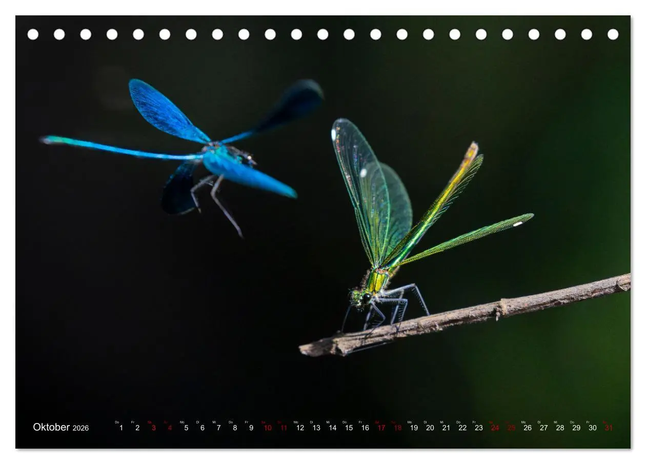 Bild: 9783516234961 | Naturwunder Libellen (Tischkalender 2026 DIN A5 quer), CALVENDO...