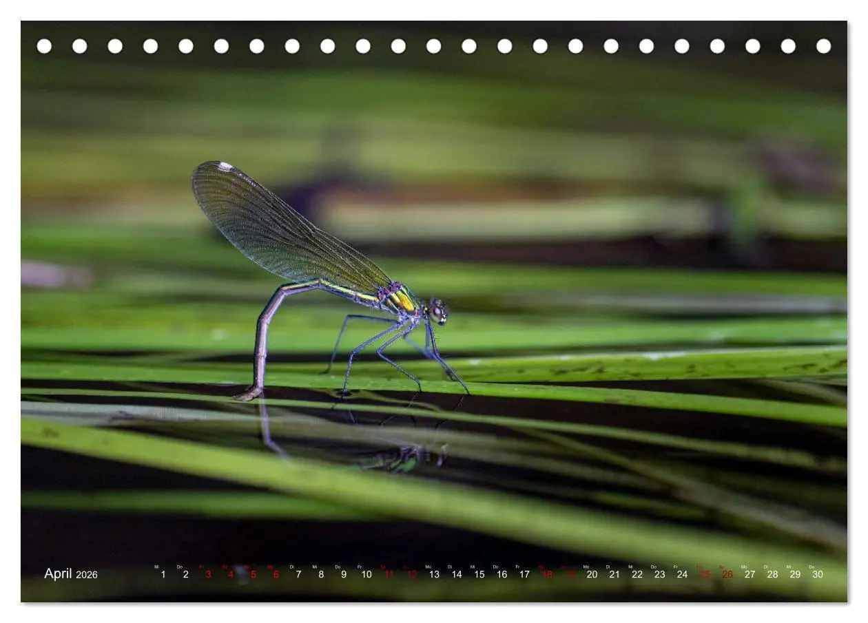 Bild: 9783516234961 | Naturwunder Libellen (Tischkalender 2026 DIN A5 quer), CALVENDO...