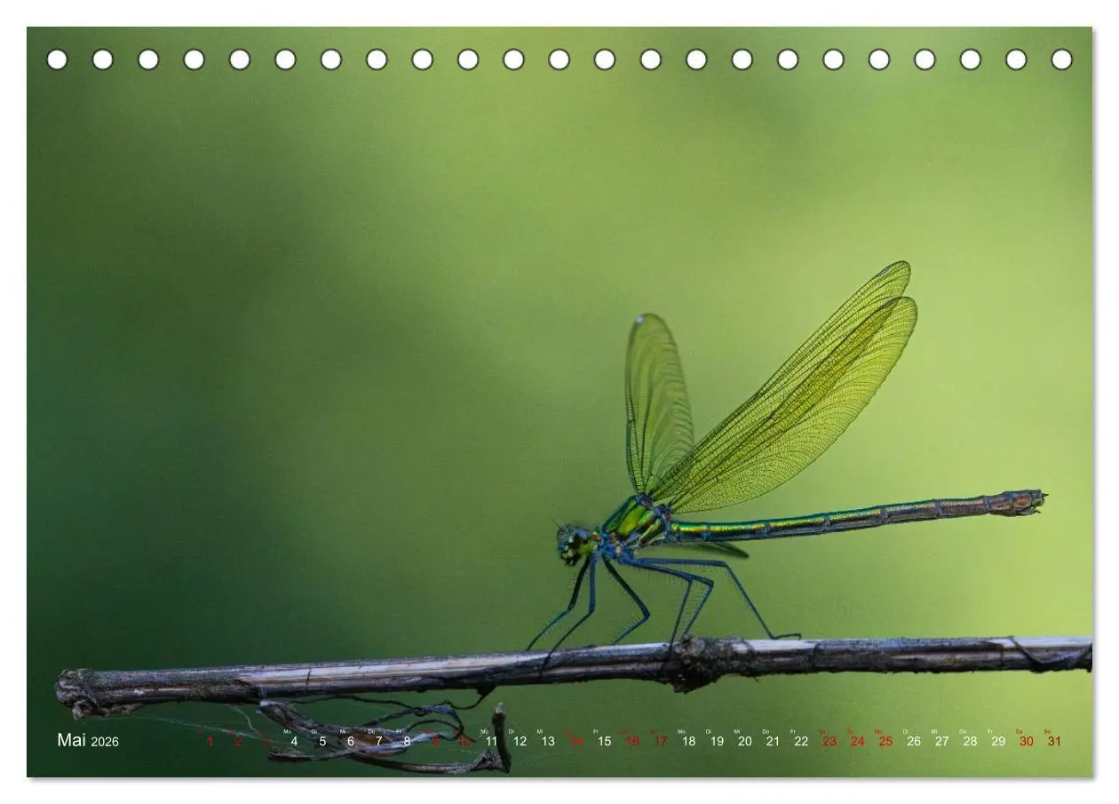 Bild: 9783516234961 | Naturwunder Libellen (Tischkalender 2026 DIN A5 quer), CALVENDO...