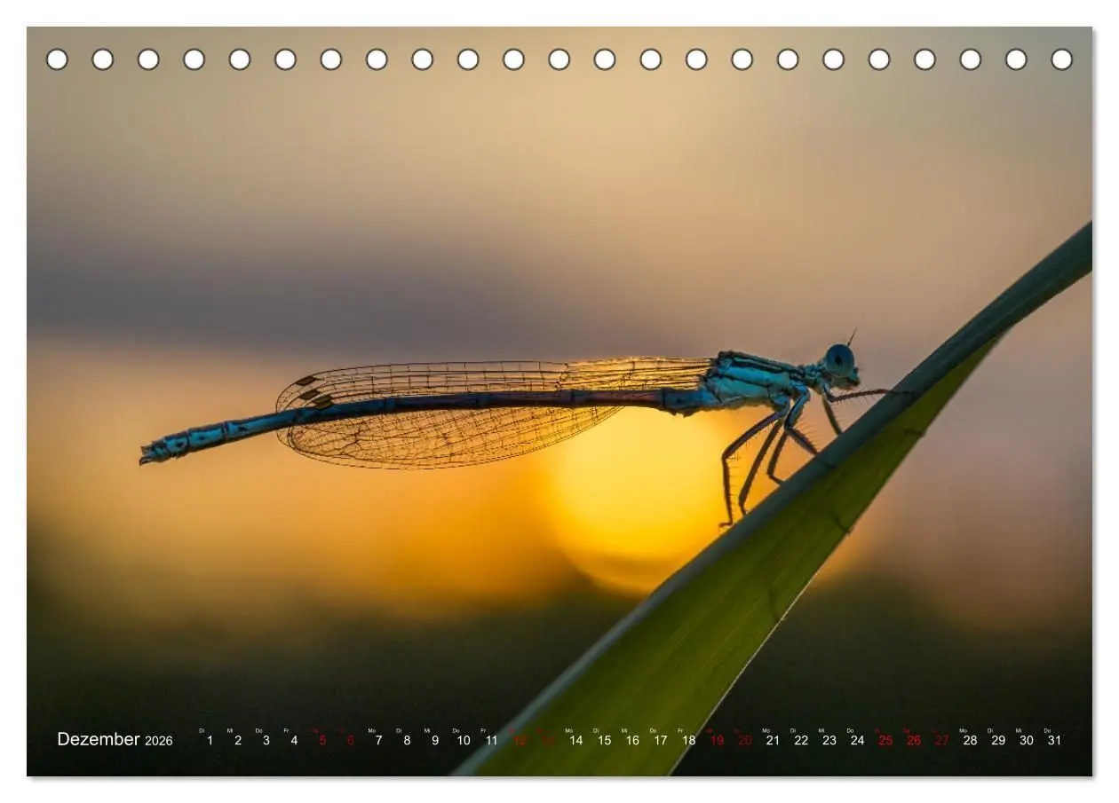 Bild: 9783516234961 | Naturwunder Libellen (Tischkalender 2026 DIN A5 quer), CALVENDO...