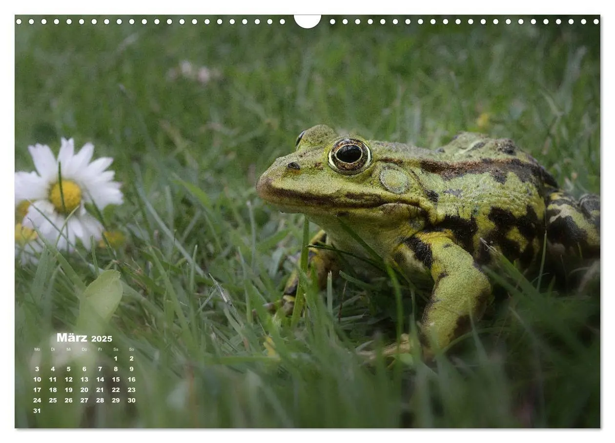 Bild: 9783435325061 | Glückliche Frösche (Wandkalender 2025 DIN A3 quer), CALVENDO...