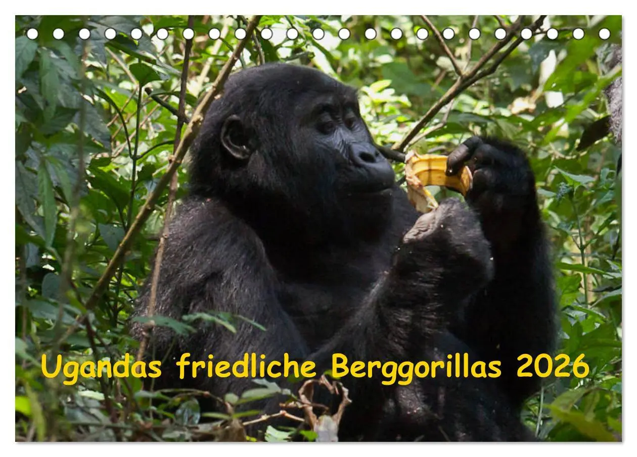 Cover: 9783457875261 | Ugandas friedliche Berggorillas (Tischkalender 2026 DIN A5 quer),...