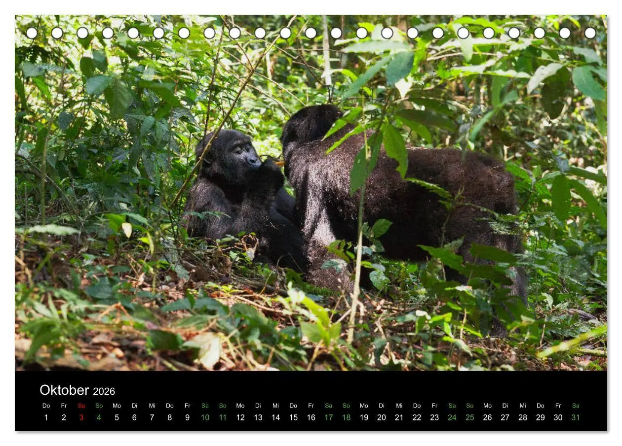 Bild: 9783457875261 | Ugandas friedliche Berggorillas (Tischkalender 2026 DIN A5 quer),...