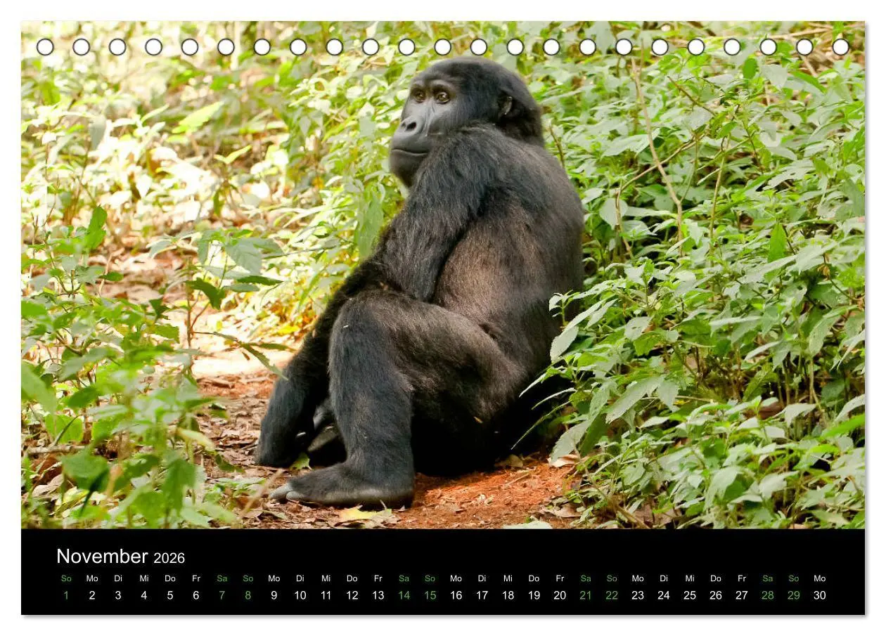 Bild: 9783457875261 | Ugandas friedliche Berggorillas (Tischkalender 2026 DIN A5 quer),...