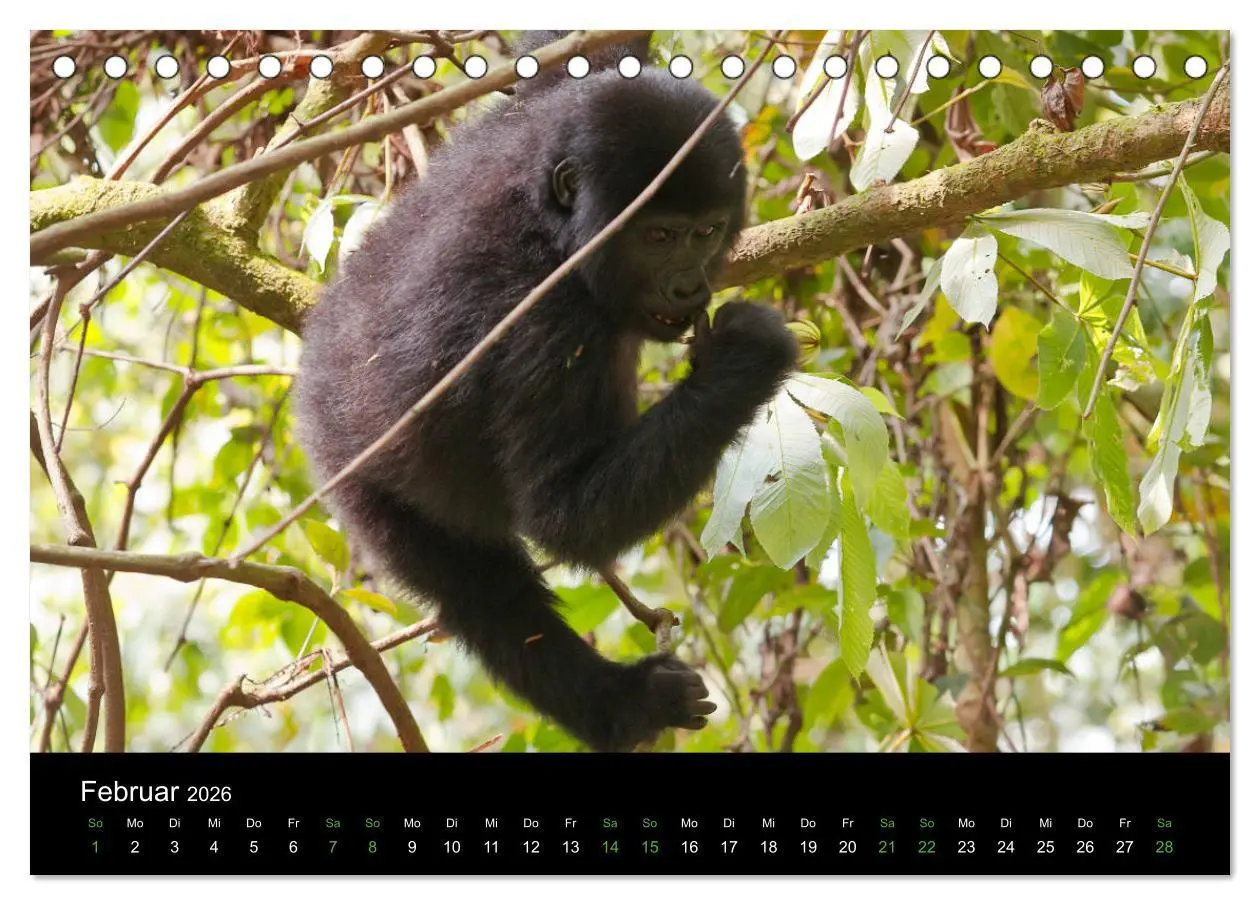 Bild: 9783457875261 | Ugandas friedliche Berggorillas (Tischkalender 2026 DIN A5 quer),...