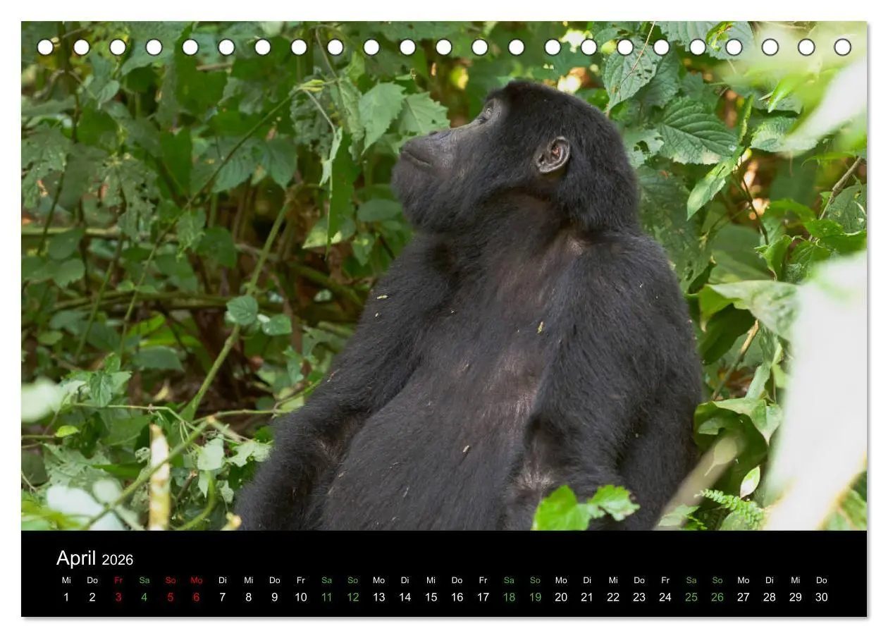 Bild: 9783457875261 | Ugandas friedliche Berggorillas (Tischkalender 2026 DIN A5 quer),...