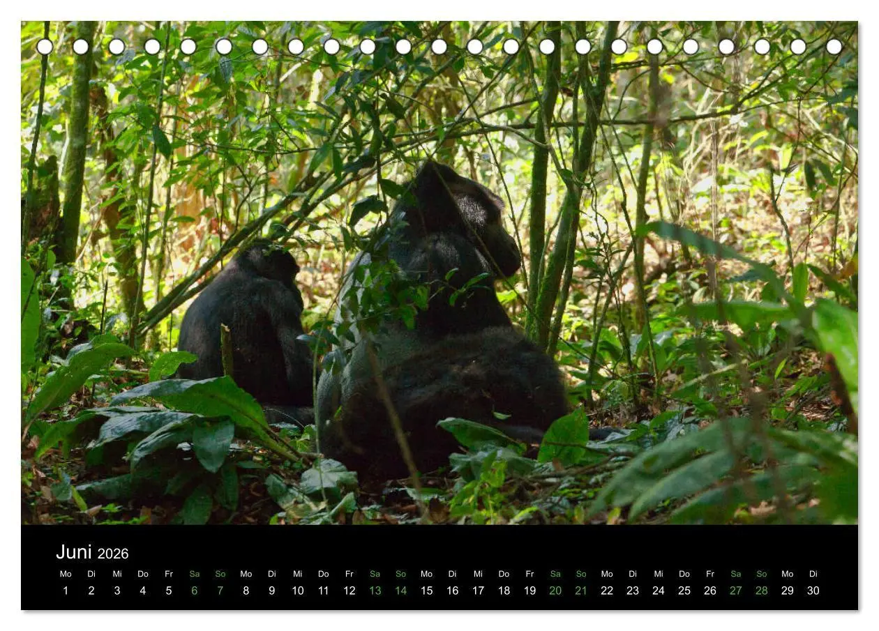 Bild: 9783457875261 | Ugandas friedliche Berggorillas (Tischkalender 2026 DIN A5 quer),...