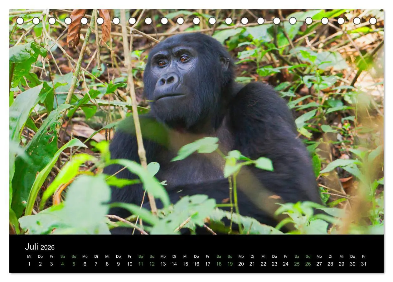 Bild: 9783457875261 | Ugandas friedliche Berggorillas (Tischkalender 2026 DIN A5 quer),...
