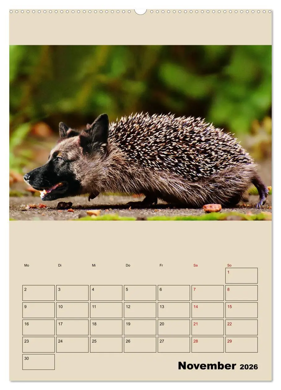 Bild: 9783516405361 | Seltsame Tiere - da stimmt doch was nicht... (Wandkalender 2026 DIN...