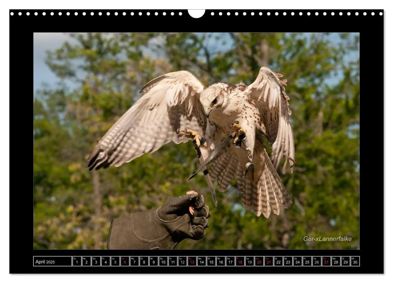 Bild: 9783435695461 | Falken im Flug und im Porträt (Wandkalender 2025 DIN A3 quer),...