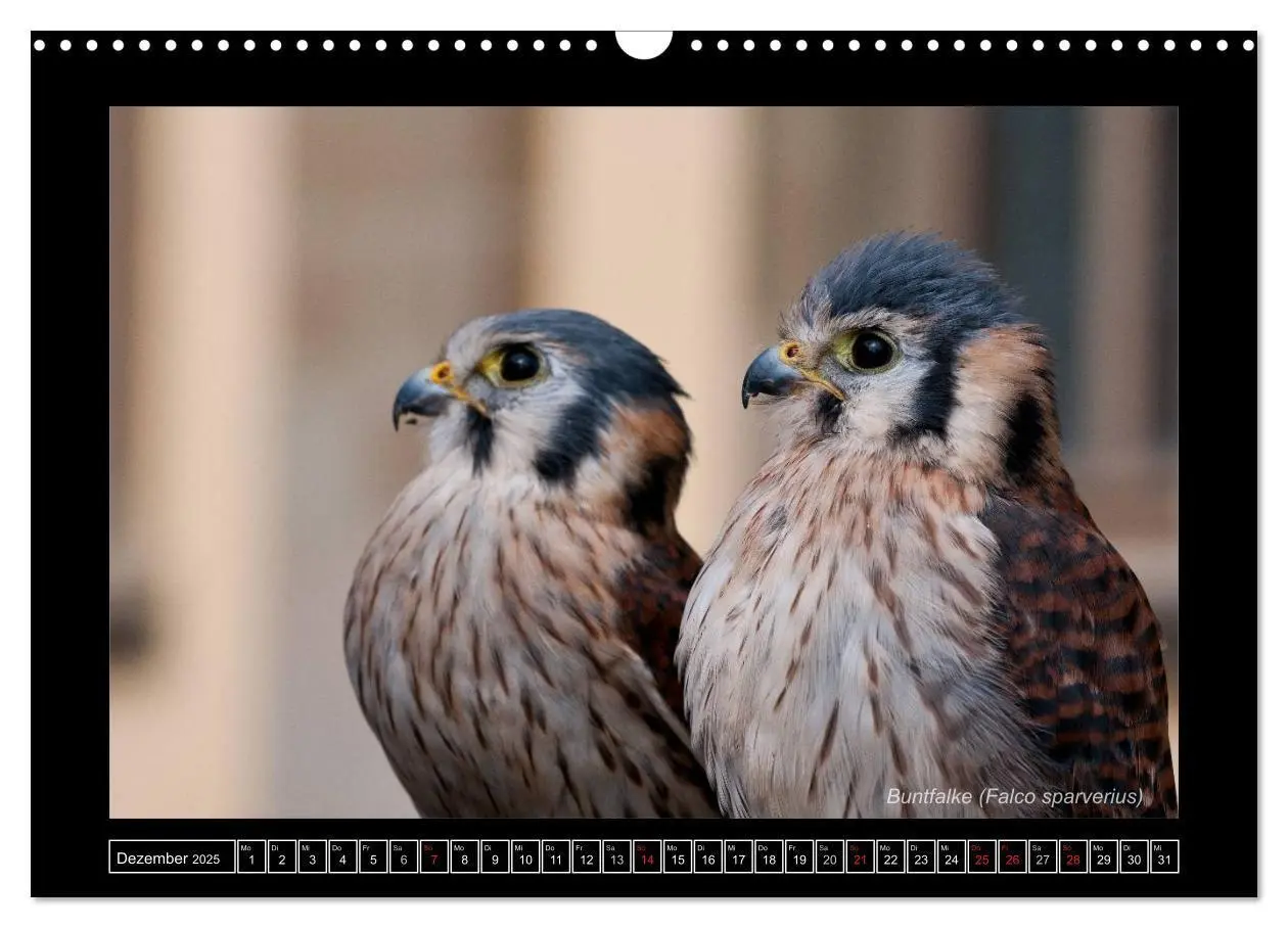 Bild: 9783435695461 | Falken im Flug und im Porträt (Wandkalender 2025 DIN A3 quer),...