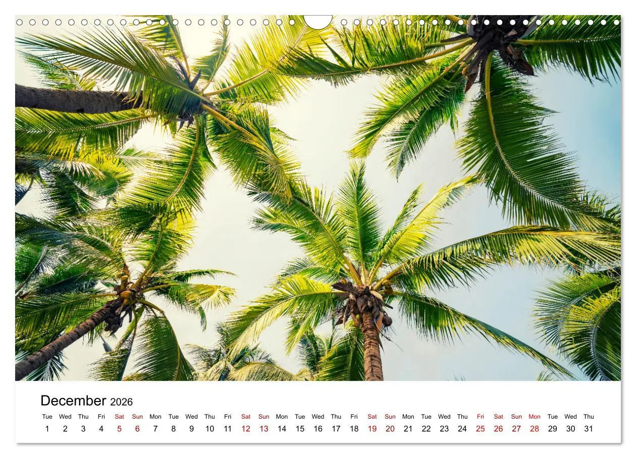 Bild: 9783516555561 | Tropical Vibes (Wall Calendar 2026 DIN A3 landscape), CALVENDO 12...