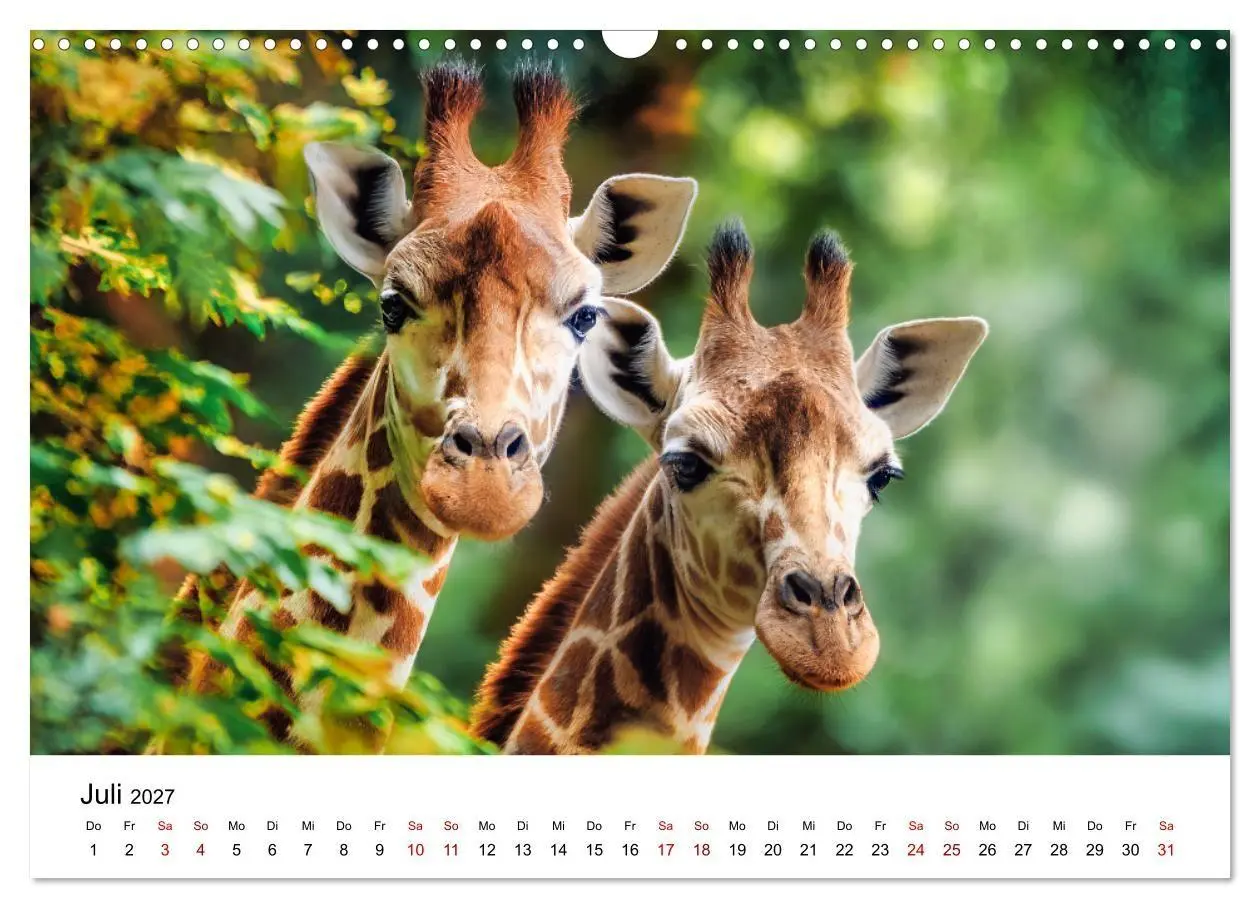 Bild: 9783516795561 | Sanfte Riesen - Giraffen in ihrer Welt (Wandkalender 2027 DIN A3...