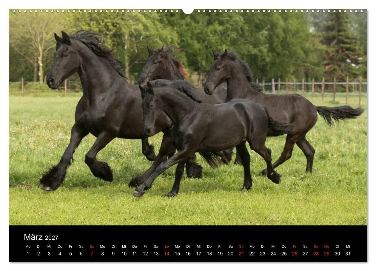 Bild: 9783569955561 | Friesen - Schönheit, Kraft und Eleganz (Wandkalender 2027 DIN A2...