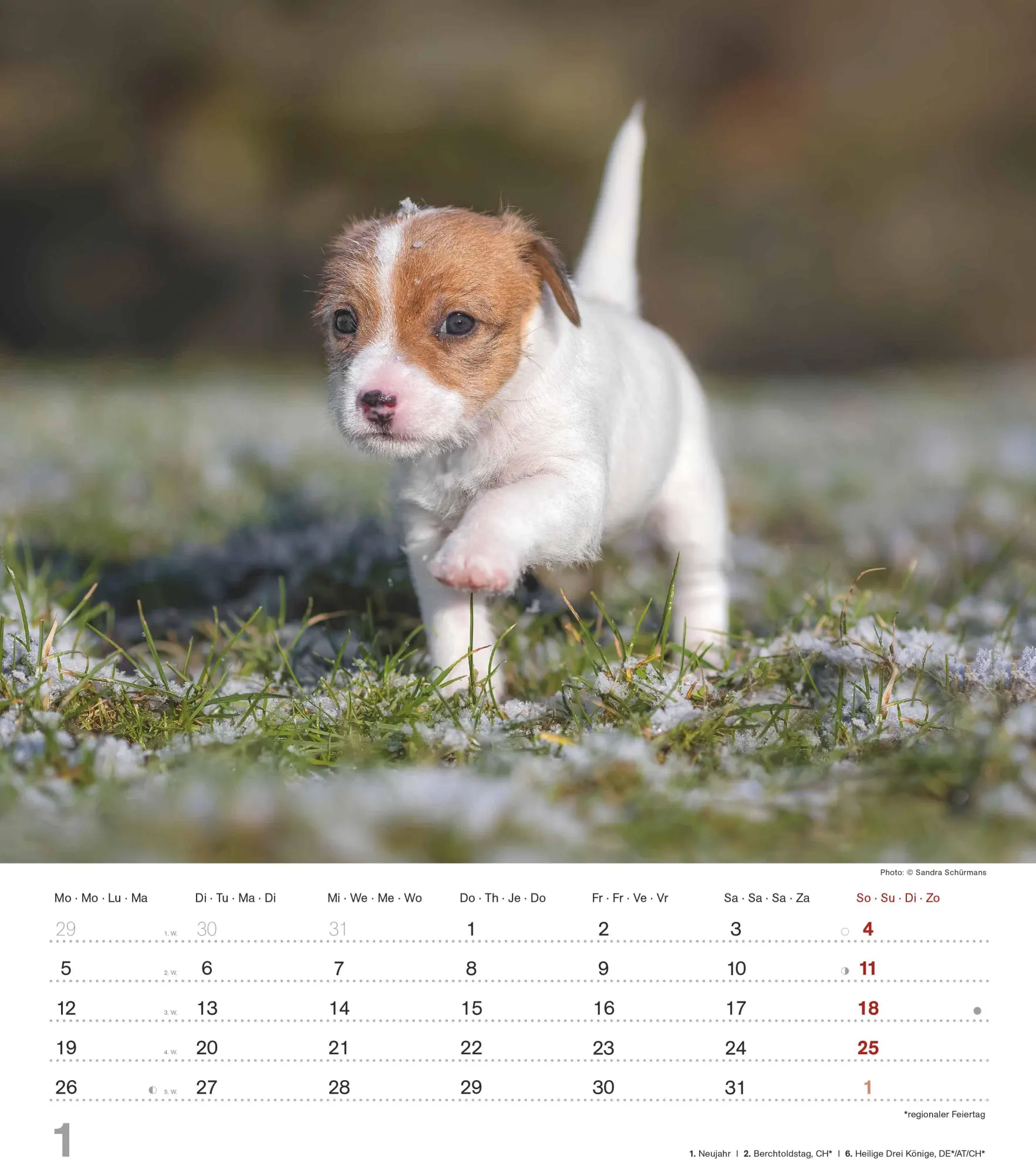 Bild: 4069095005761 | Niedliche Hundekinder 2026 - Wand-Kalender - Tier-Kalender - 30x34