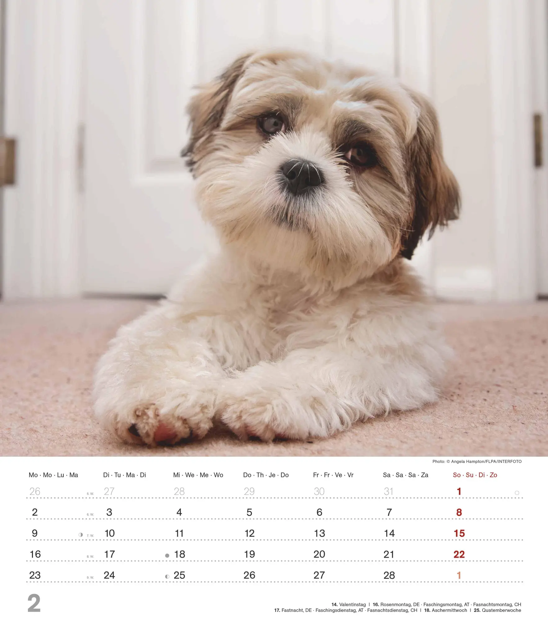 Bild: 4069095005761 | Niedliche Hundekinder 2026 - Wand-Kalender - Tier-Kalender - 30x34