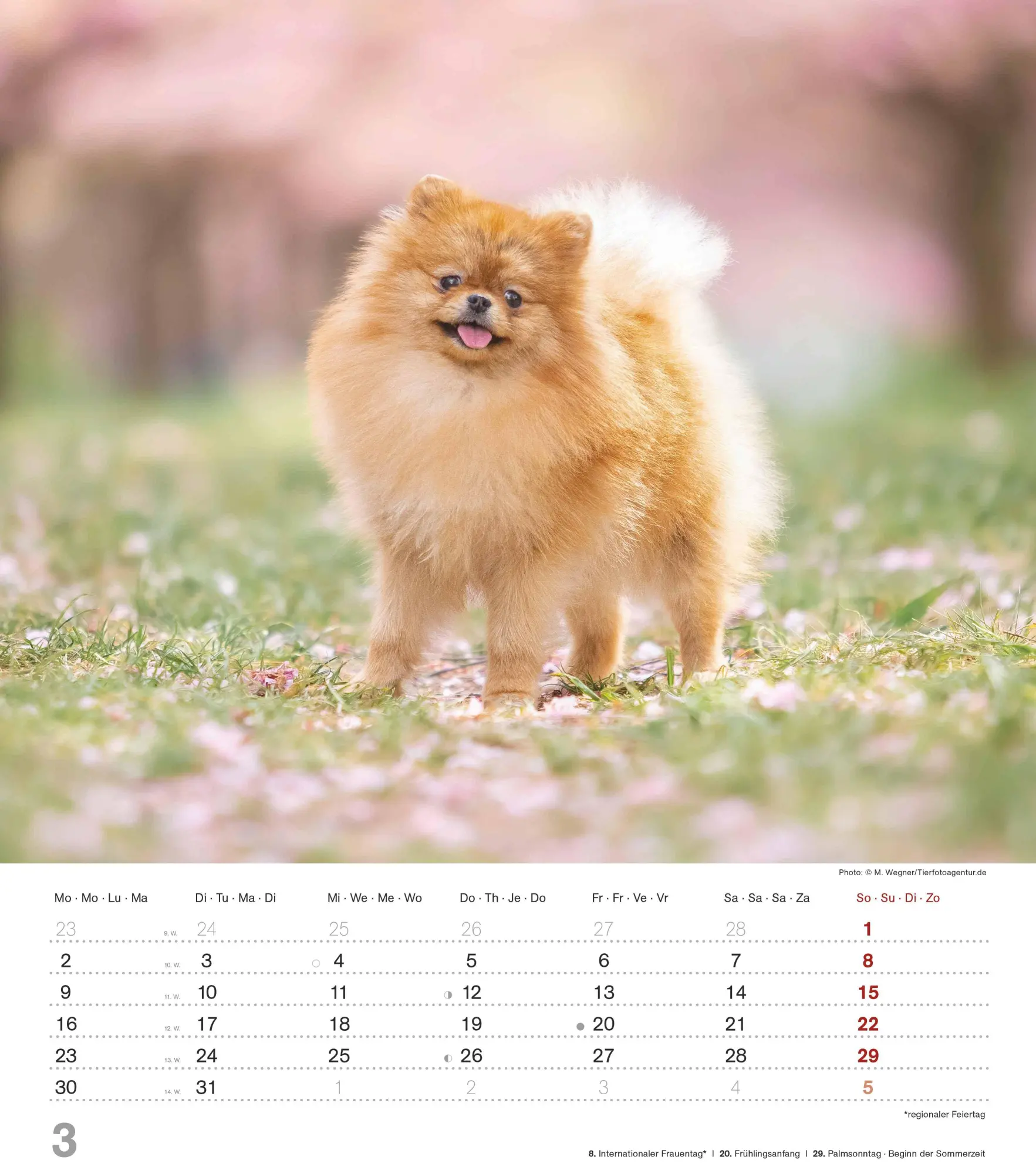 Bild: 4069095005761 | Niedliche Hundekinder 2026 - Wand-Kalender - Tier-Kalender - 30x34