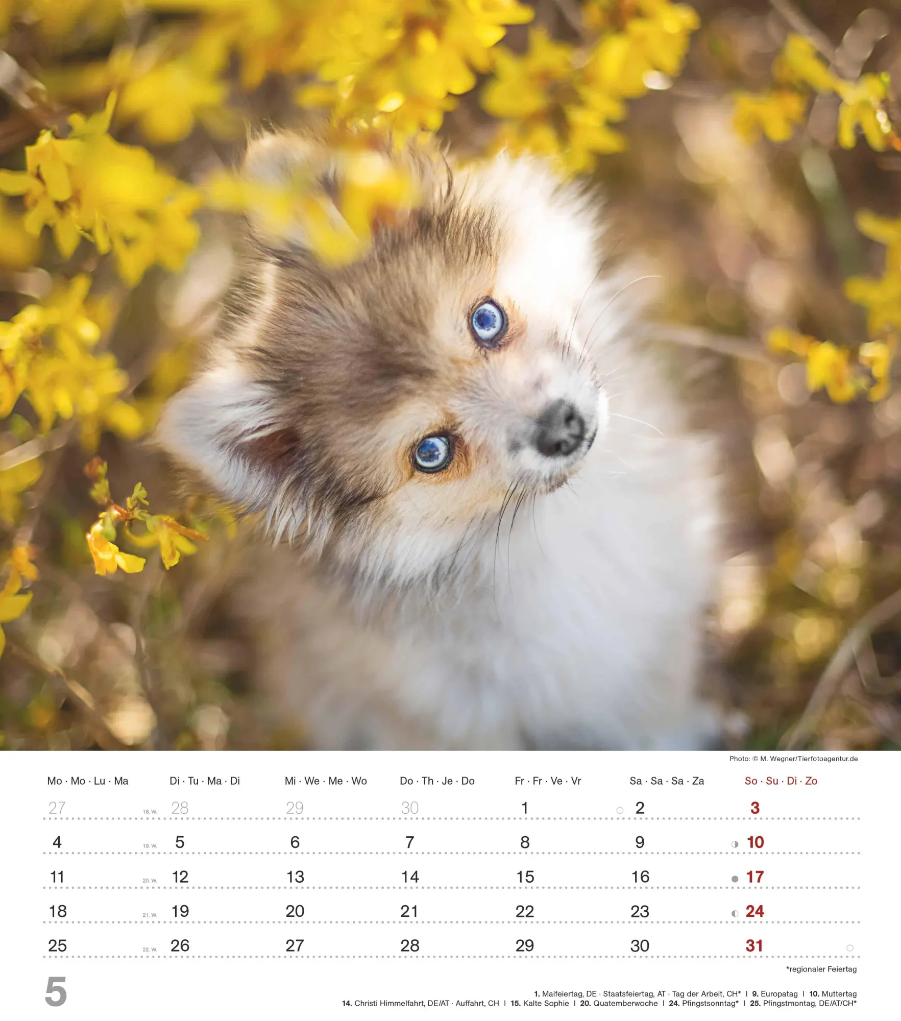 Bild: 4069095005761 | Niedliche Hundekinder 2026 - Wand-Kalender - Tier-Kalender - 30x34