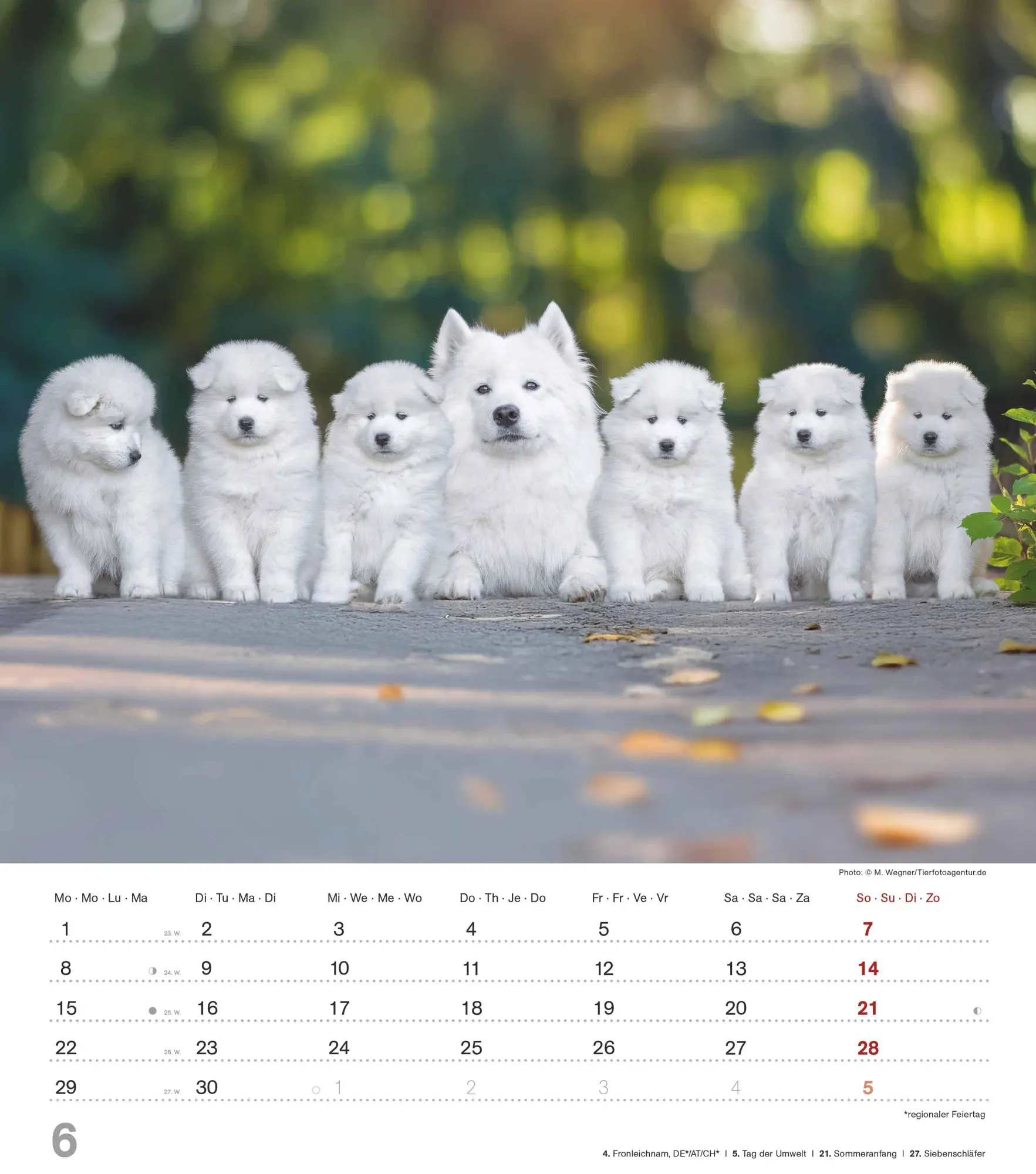 Bild: 4069095005761 | Niedliche Hundekinder 2026 - Wand-Kalender - Tier-Kalender - 30x34