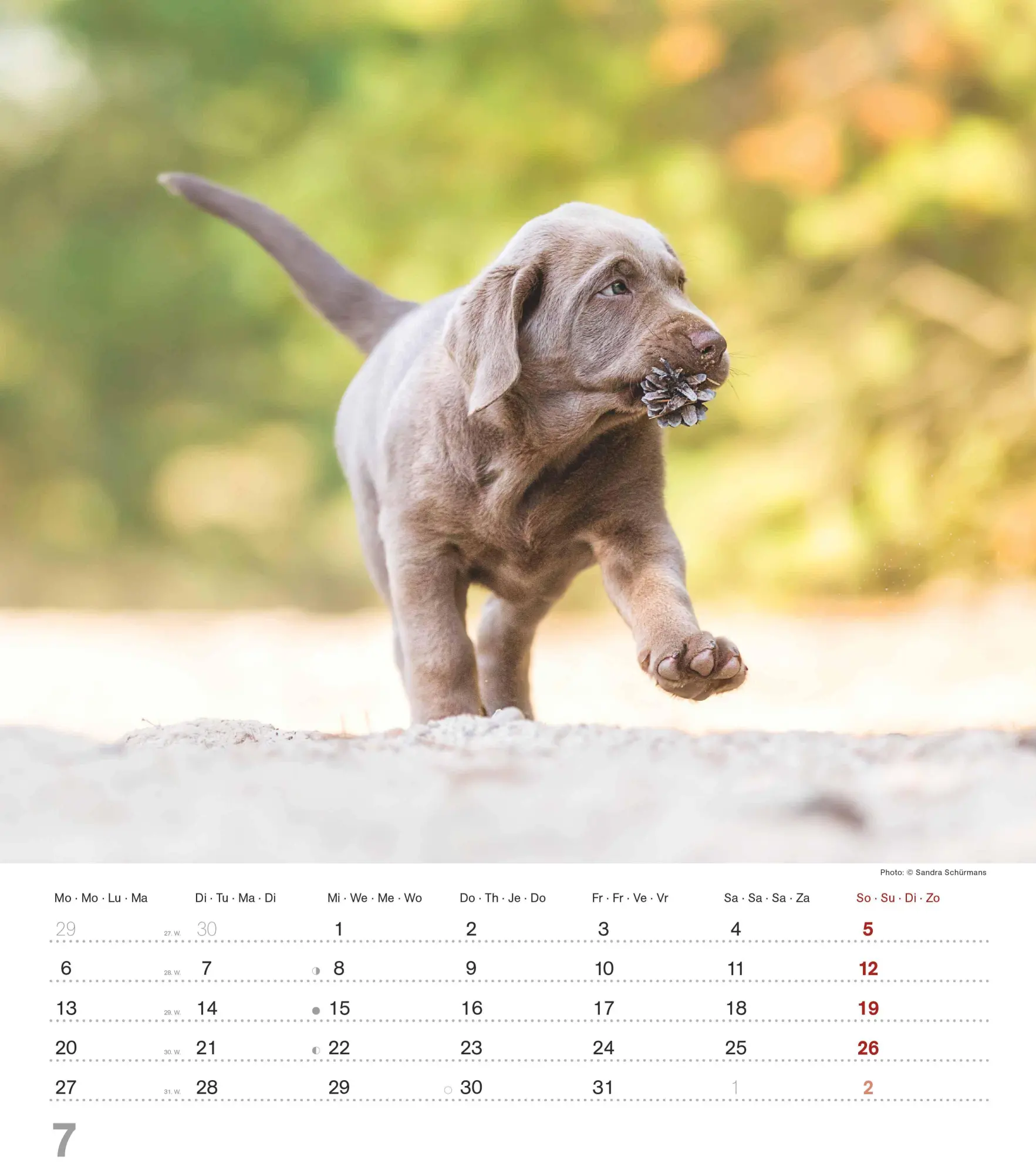 Bild: 4069095005761 | Niedliche Hundekinder 2026 - Wand-Kalender - Tier-Kalender - 30x34