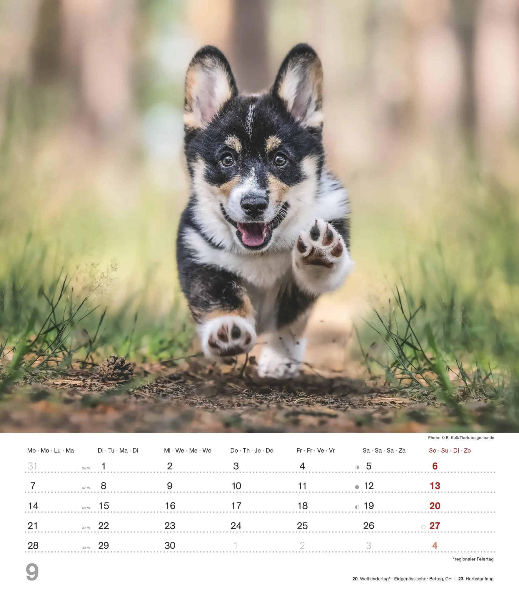 Bild: 4069095005761 | Niedliche Hundekinder 2026 - Wand-Kalender - Tier-Kalender - 30x34