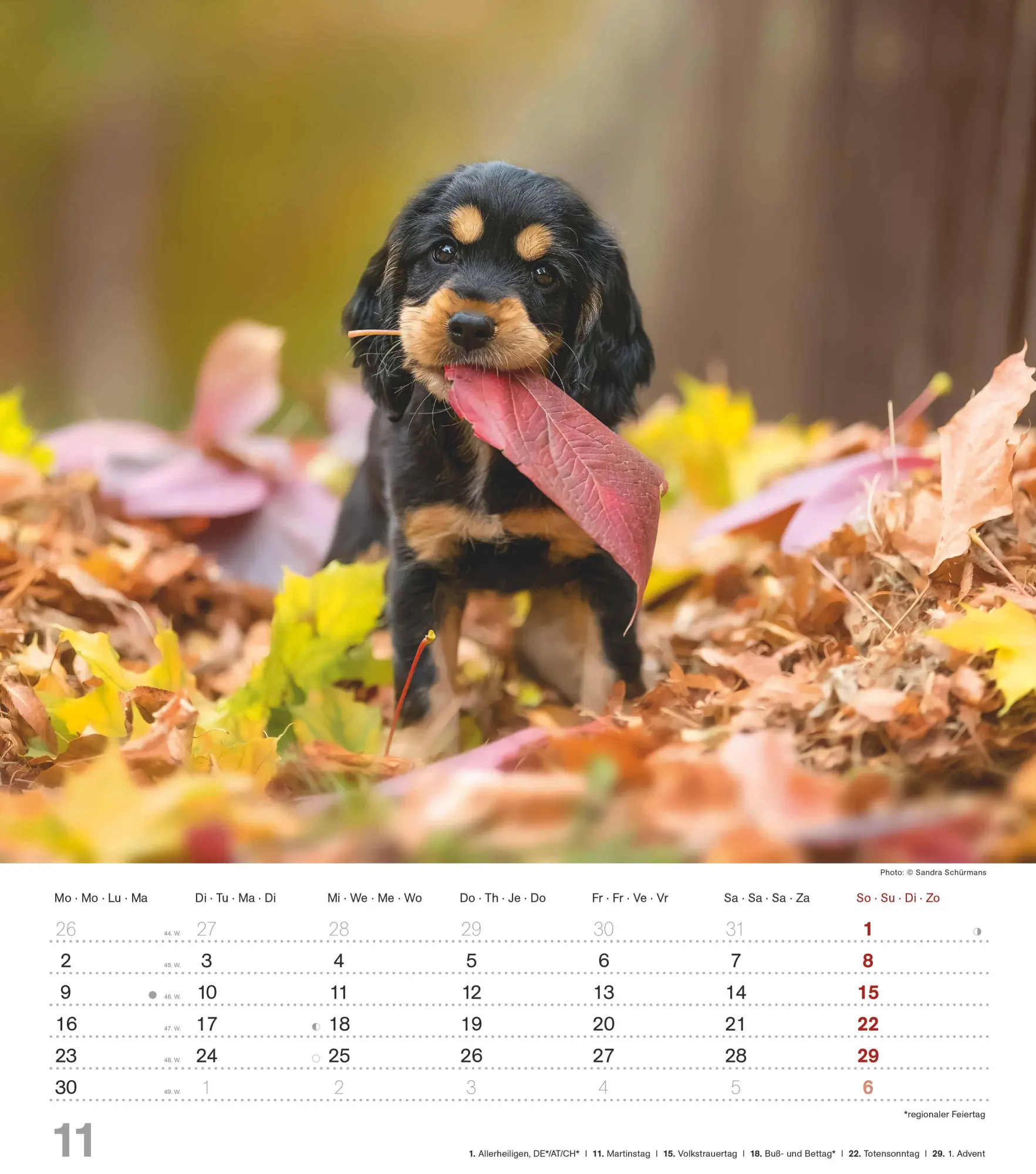 Bild: 4069095005761 | Niedliche Hundekinder 2026 - Wand-Kalender - Tier-Kalender - 30x34