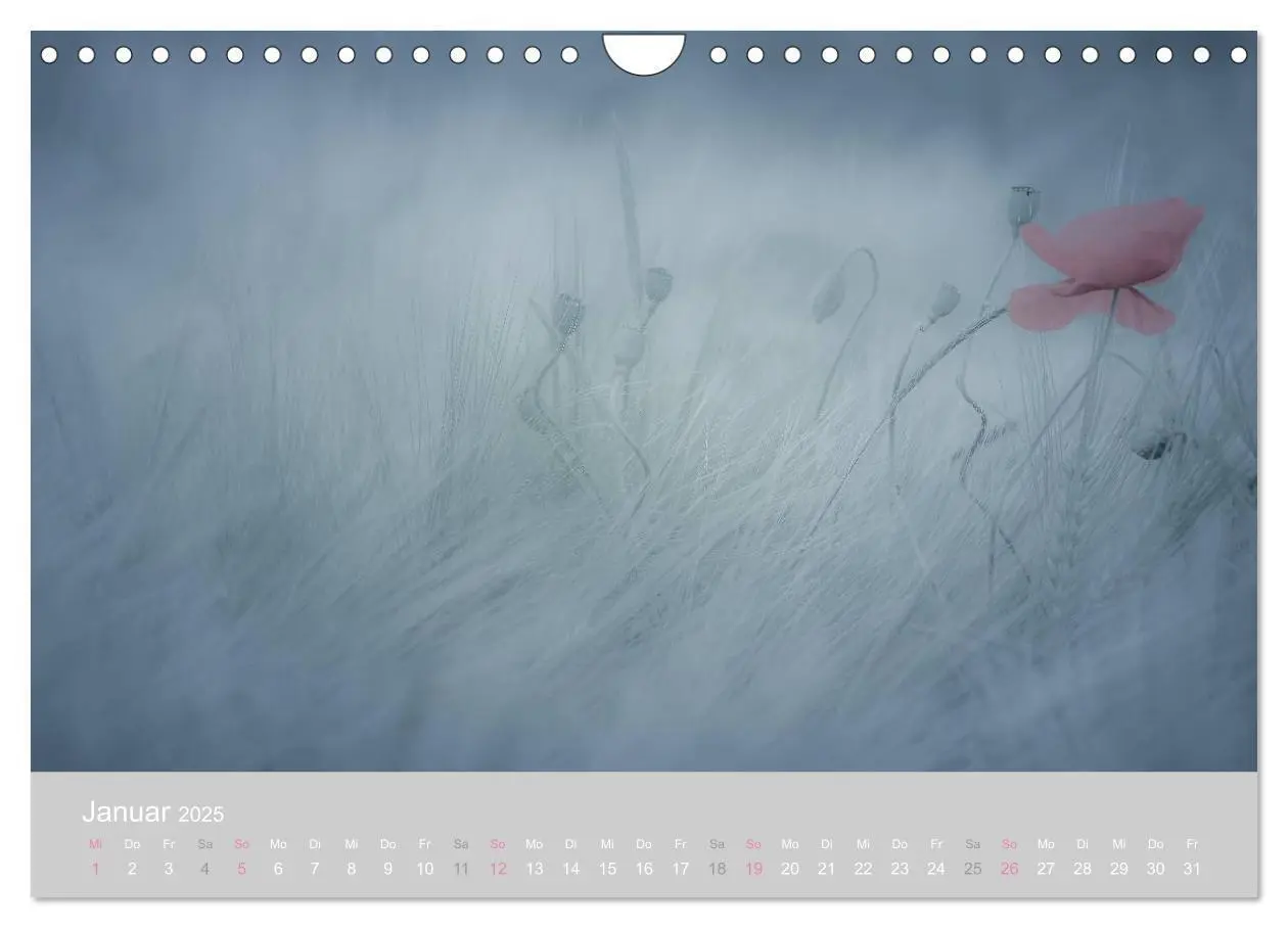 Bild: 9783435665761 | Zauber des Mohns (Wandkalender 2025 DIN A4 quer), CALVENDO...