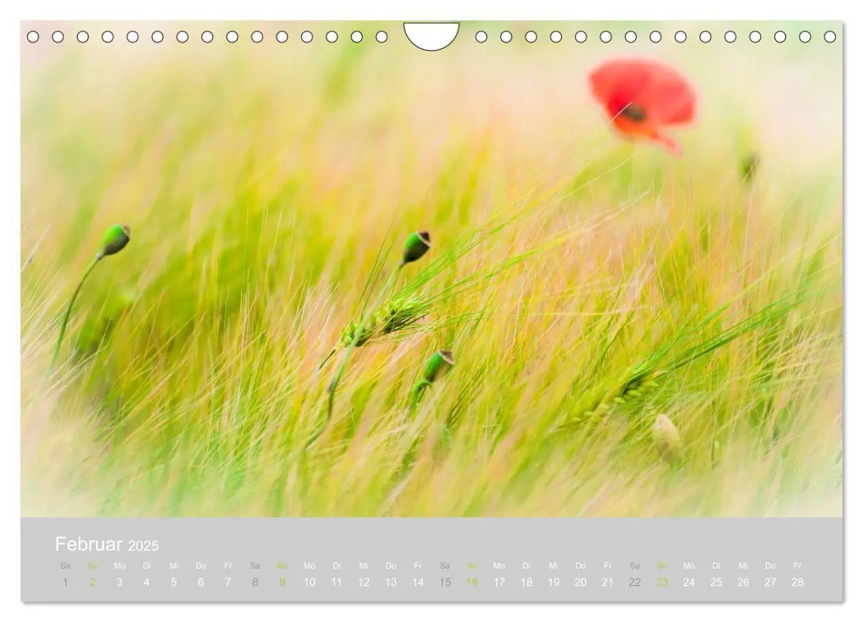 Bild: 9783435665761 | Zauber des Mohns (Wandkalender 2025 DIN A4 quer), CALVENDO...