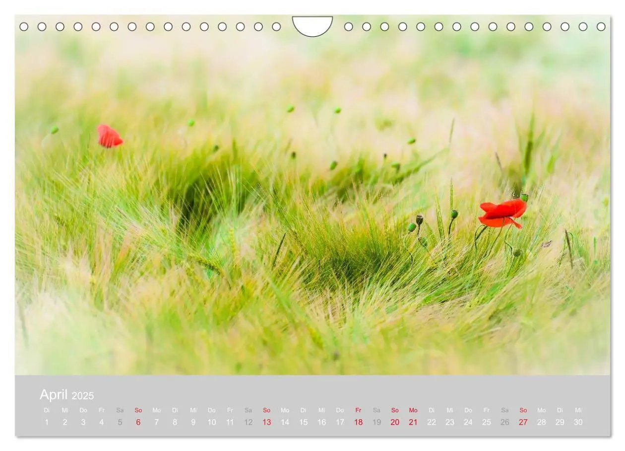 Bild: 9783435665761 | Zauber des Mohns (Wandkalender 2025 DIN A4 quer), CALVENDO...
