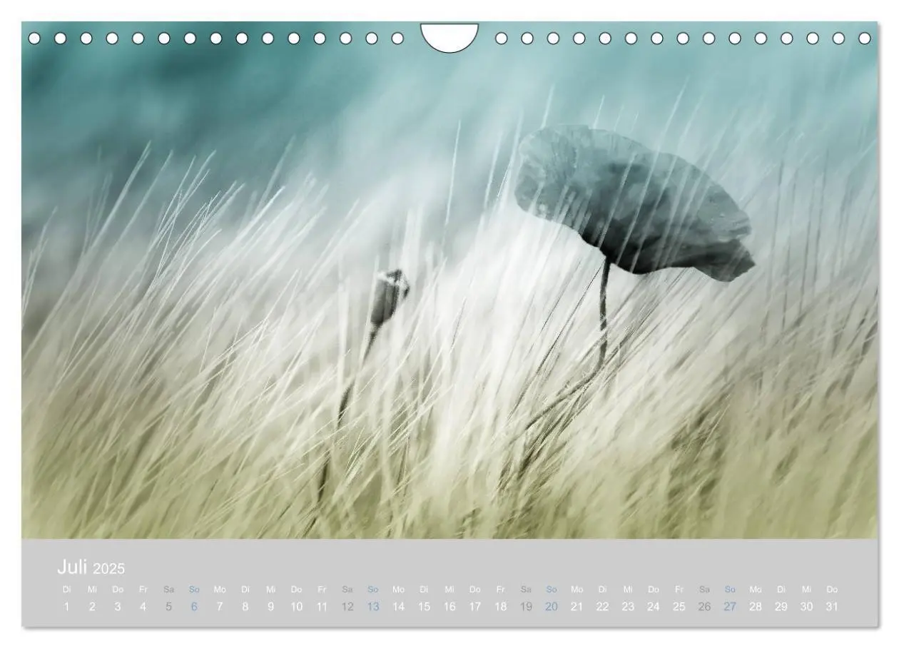 Bild: 9783435665761 | Zauber des Mohns (Wandkalender 2025 DIN A4 quer), CALVENDO...