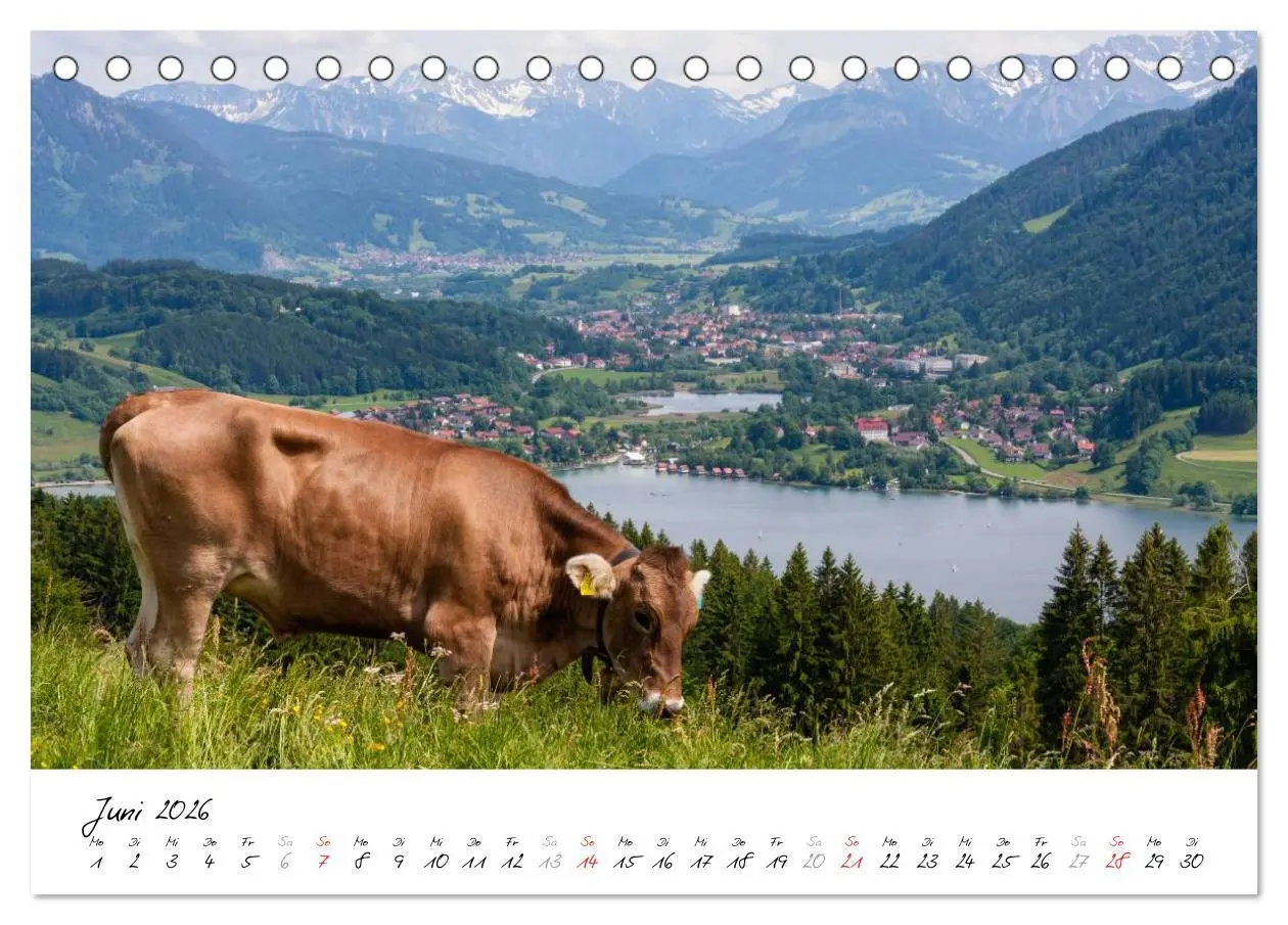 Bild: 9783516075861 | Oberallgäuer Landschaft (Tischkalender 2026 DIN A5 quer), CALVENDO...