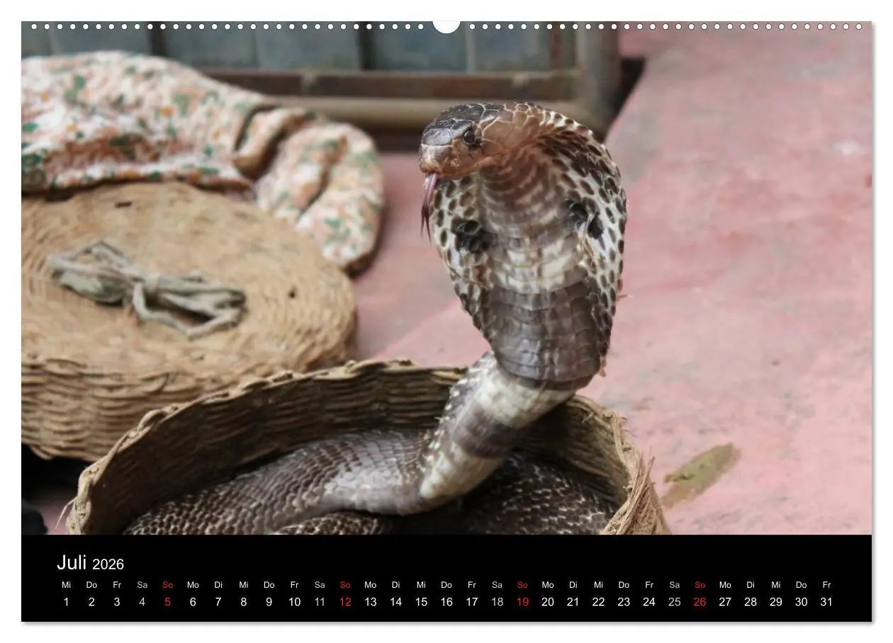 Bild: 9783516145861 | Schlangen (Wandkalender 2026 DIN A2 quer), CALVENDO Monatskalender