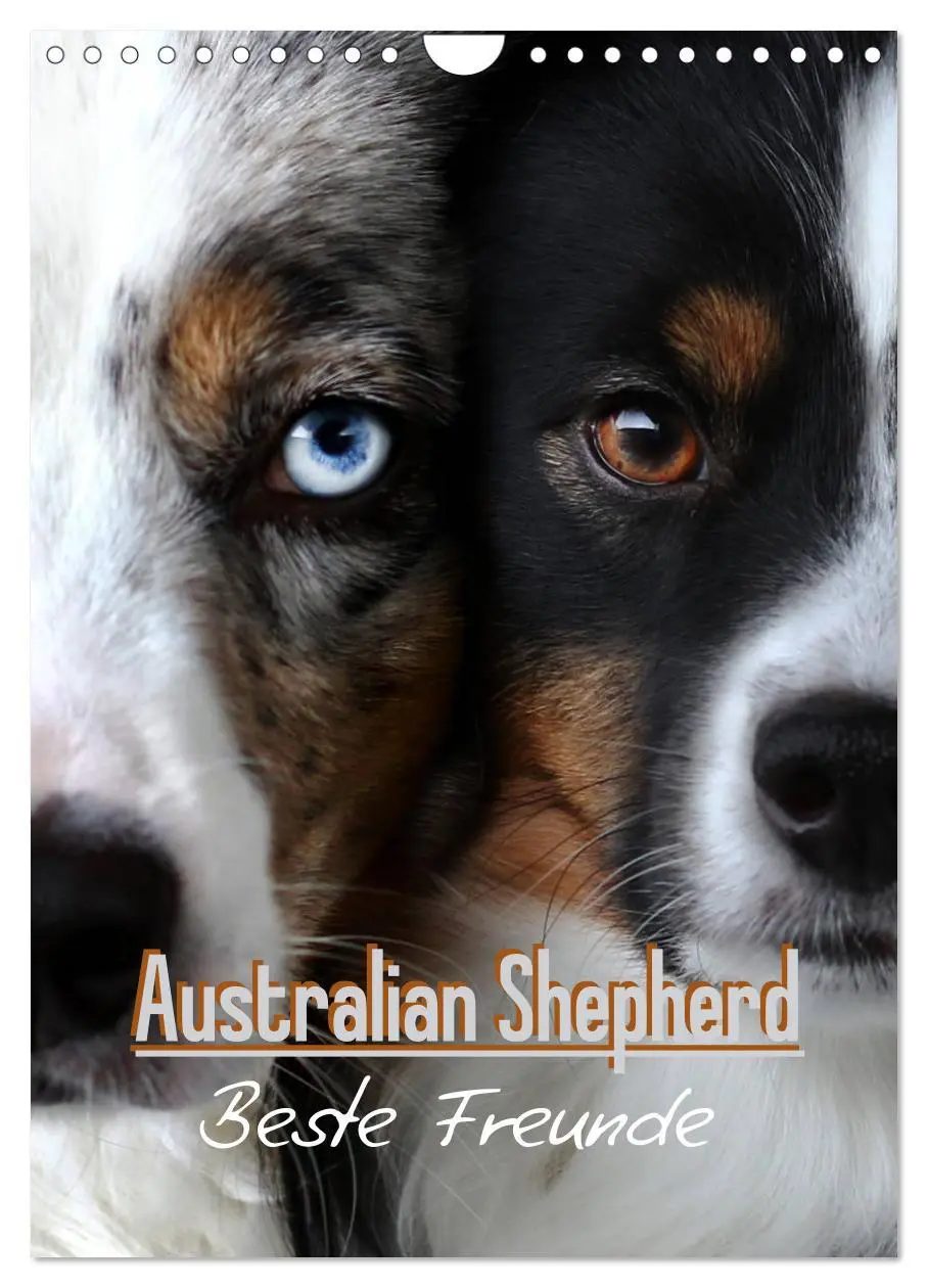 Cover: 9783516385861 | Australian Shepherd - Beste Freunde (Wandkalender 2026 DIN A4...