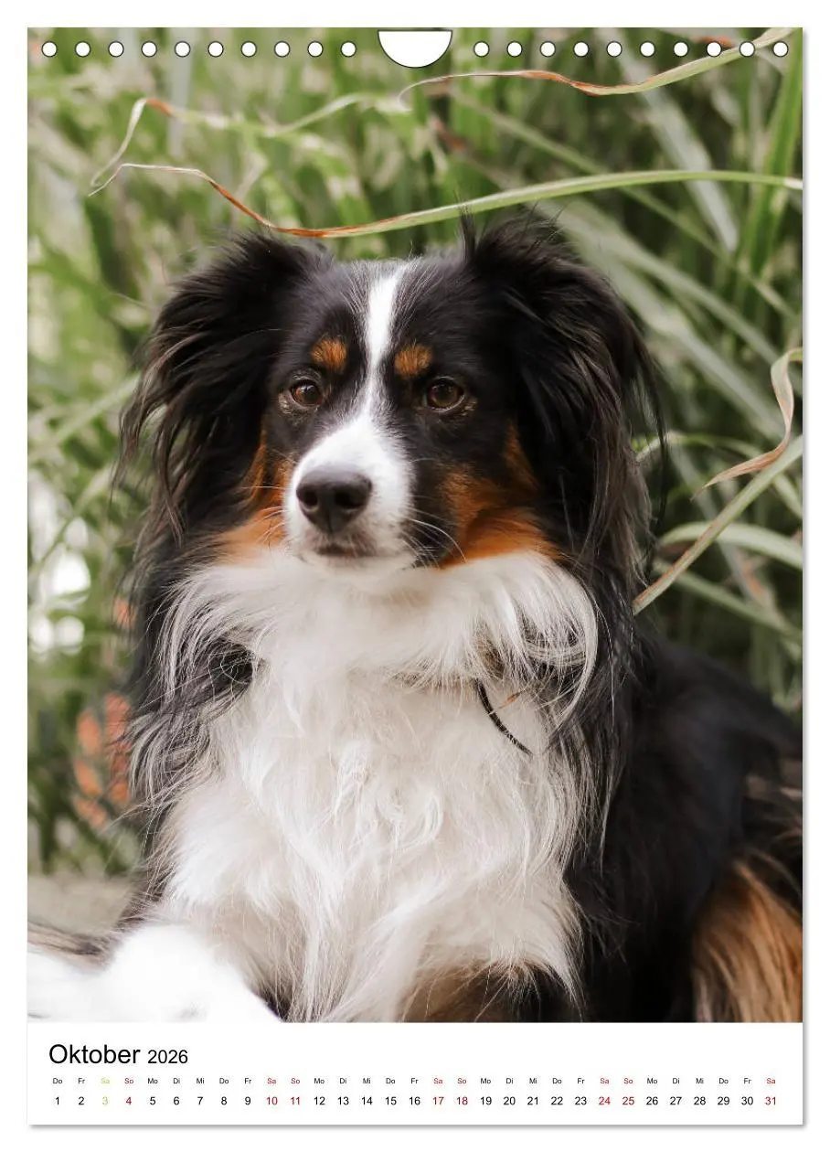 Bild: 9783516385861 | Australian Shepherd - Beste Freunde (Wandkalender 2026 DIN A4...