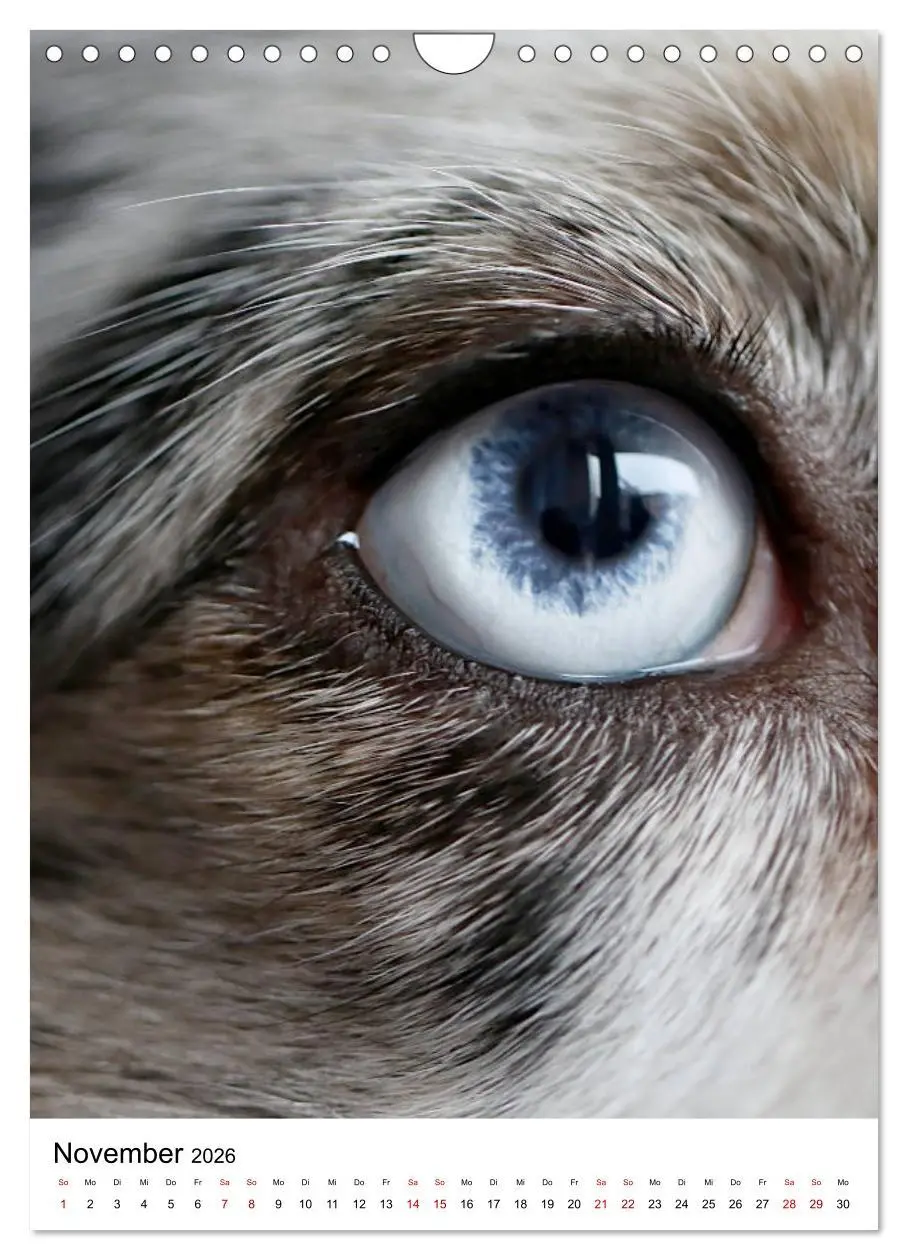 Bild: 9783516385861 | Australian Shepherd - Beste Freunde (Wandkalender 2026 DIN A4...
