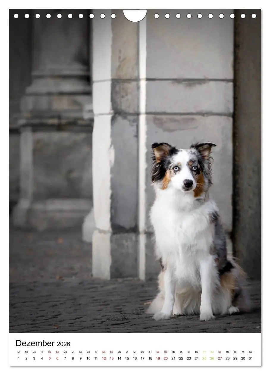 Bild: 9783516385861 | Australian Shepherd - Beste Freunde (Wandkalender 2026 DIN A4...