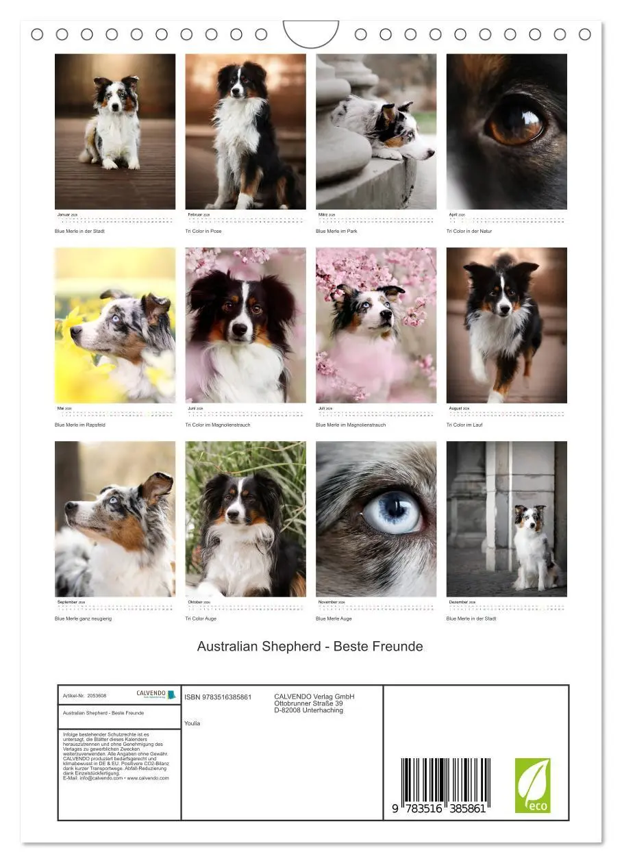 Bild: 9783516385861 | Australian Shepherd - Beste Freunde (Wandkalender 2026 DIN A4...
