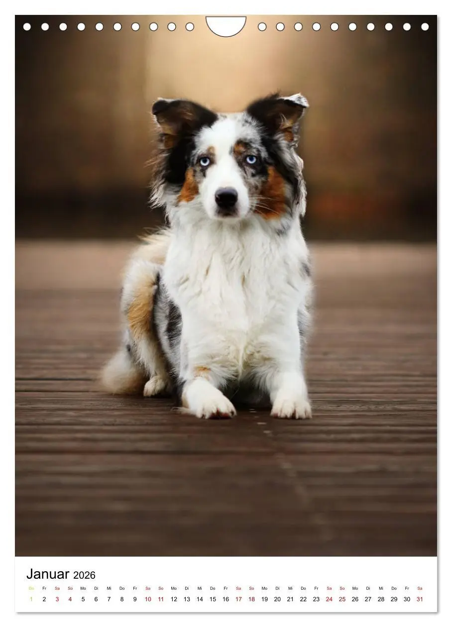 Bild: 9783516385861 | Australian Shepherd - Beste Freunde (Wandkalender 2026 DIN A4...