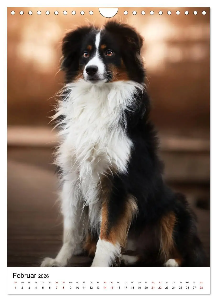 Bild: 9783516385861 | Australian Shepherd - Beste Freunde (Wandkalender 2026 DIN A4...