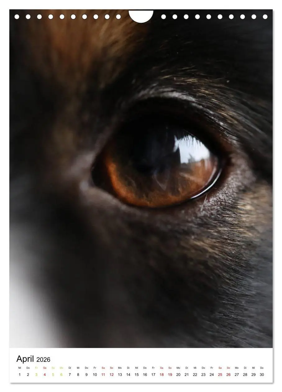 Bild: 9783516385861 | Australian Shepherd - Beste Freunde (Wandkalender 2026 DIN A4...