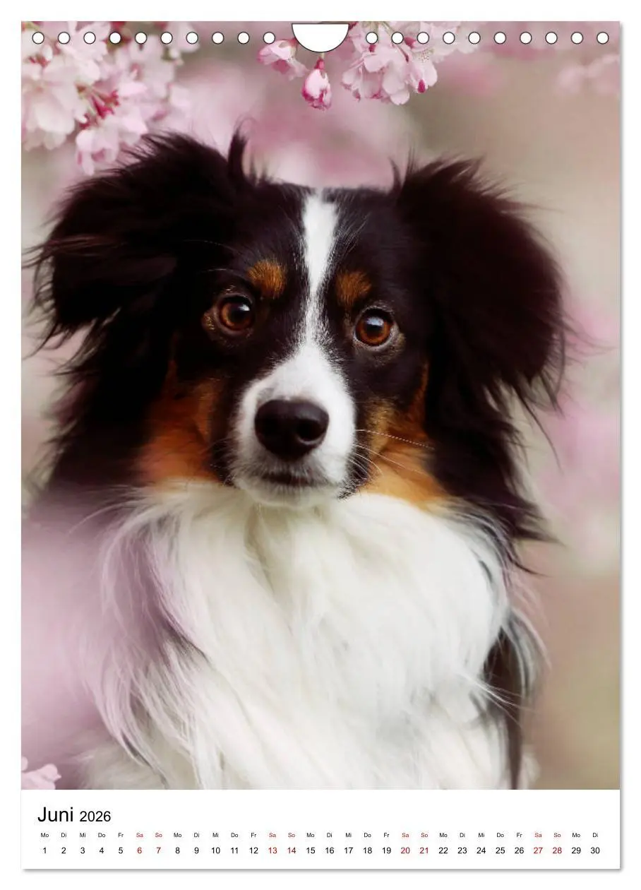 Bild: 9783516385861 | Australian Shepherd - Beste Freunde (Wandkalender 2026 DIN A4...