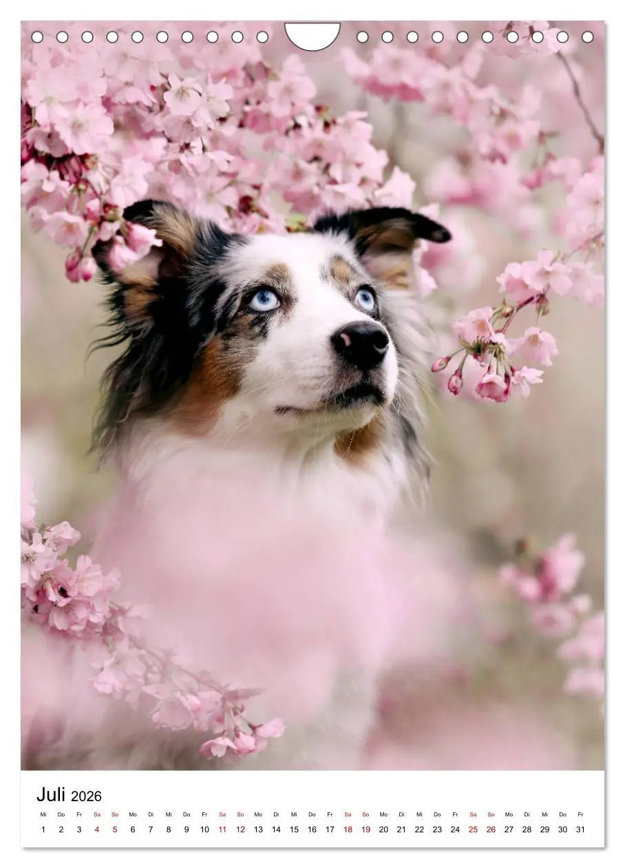 Bild: 9783516385861 | Australian Shepherd - Beste Freunde (Wandkalender 2026 DIN A4...
