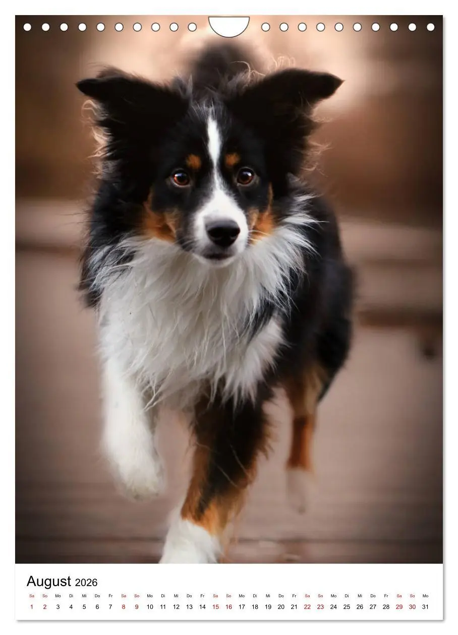 Bild: 9783516385861 | Australian Shepherd - Beste Freunde (Wandkalender 2026 DIN A4...