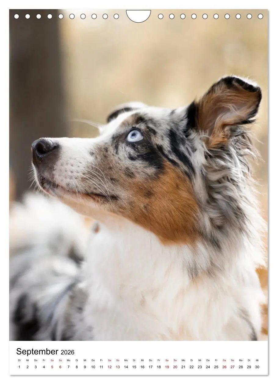 Bild: 9783516385861 | Australian Shepherd - Beste Freunde (Wandkalender 2026 DIN A4...