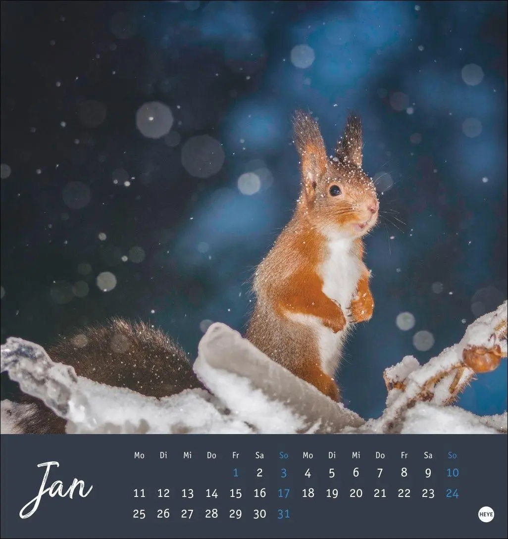 Bild: 9783756415861 | Eichhörnchen Postkartenkalender 2027 | Heye | Kalender | Spiralbindung