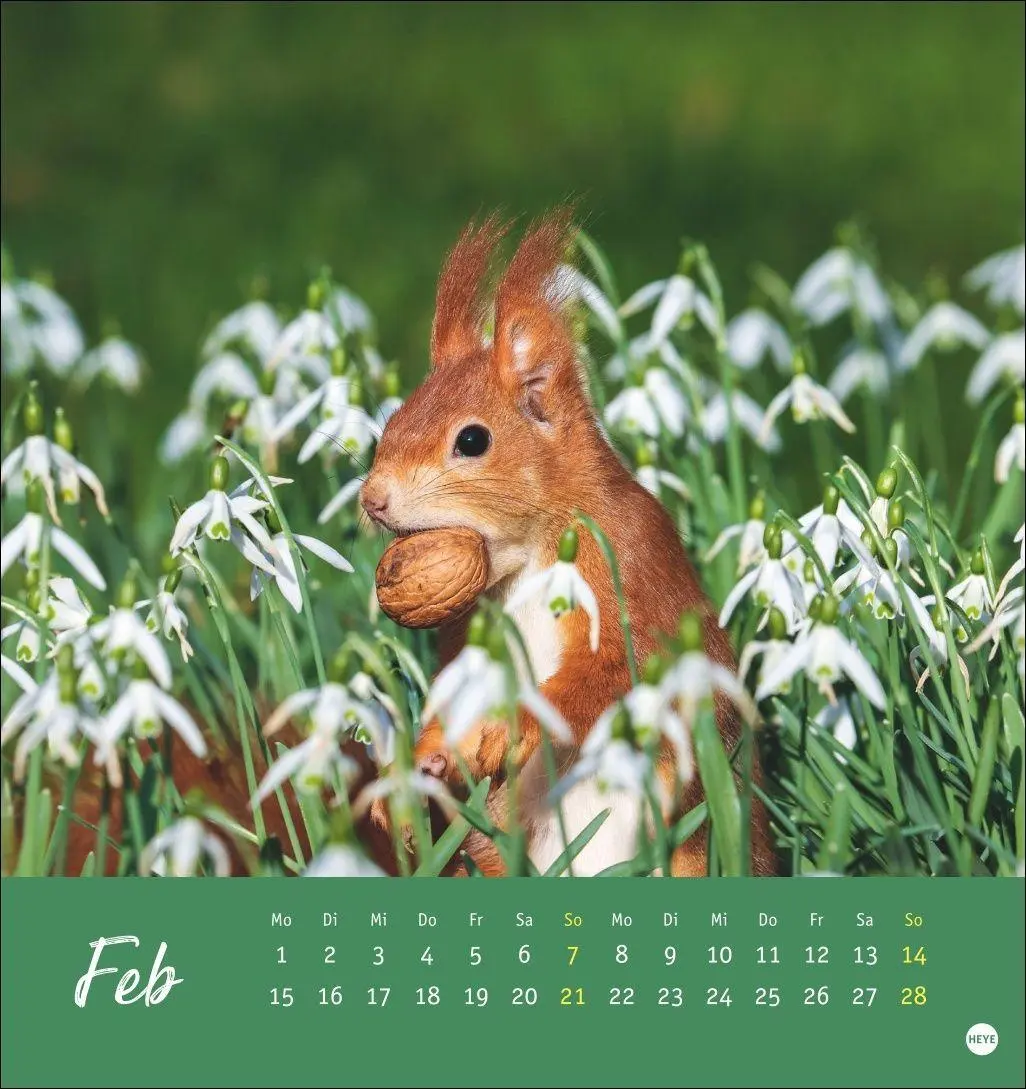 Bild: 9783756415861 | Eichhörnchen Postkartenkalender 2027 | Heye | Kalender | Spiralbindung