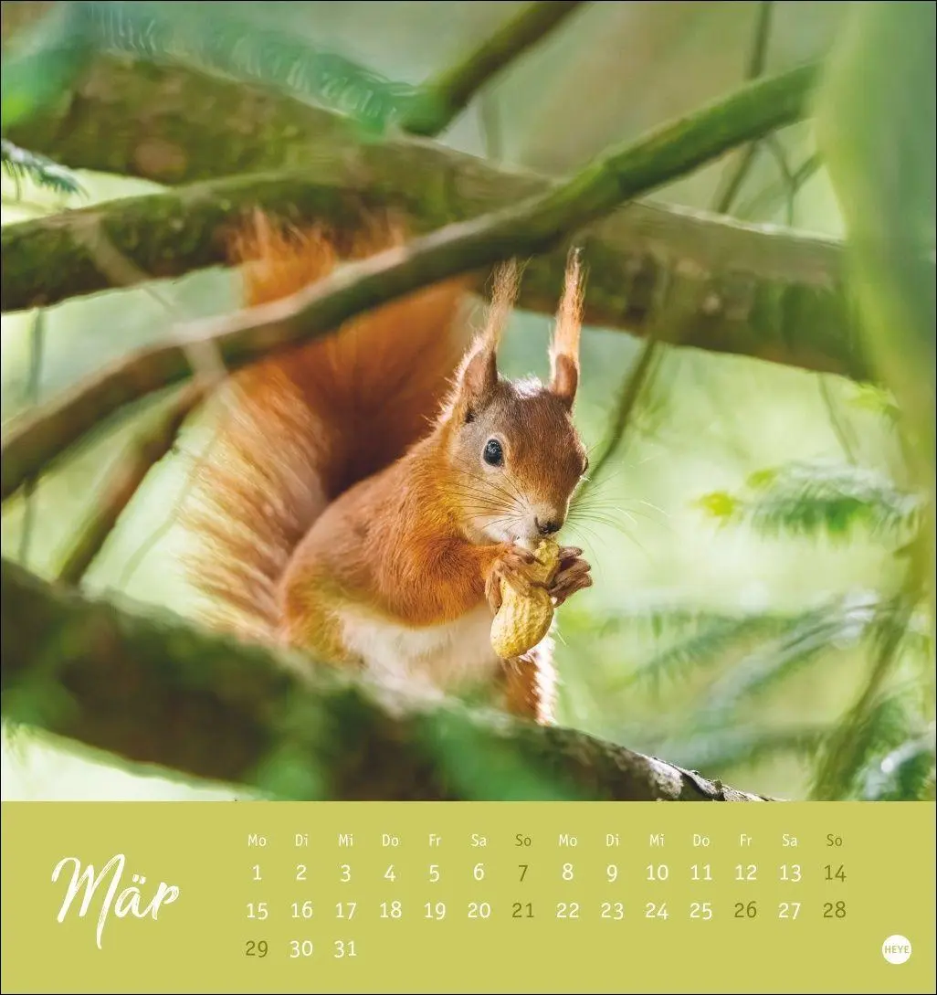 Bild: 9783756415861 | Eichhörnchen Postkartenkalender 2027 | Heye | Kalender | Spiralbindung
